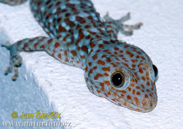 gekon-obrovsky--gekko-gecko-2.jpg